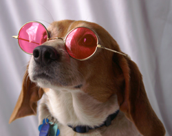 http://www.nittanybeaglerescue.org/images/rose_colored_glasses.jpg