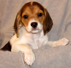 http://www.nittanybeaglerescue.org/images/squirt_small.jpg