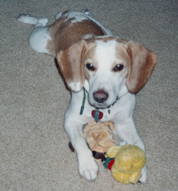 Bailey