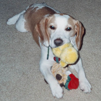 Bailey