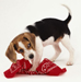 beagle image