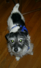 Sammie
