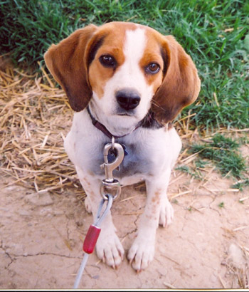 Annie