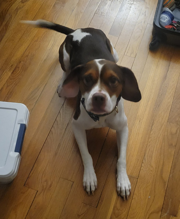 Axel