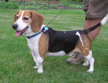Baxter