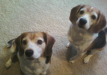 Bella & Lucy
