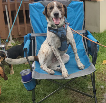 Benny (formerly Benelli)