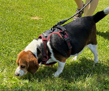 Benny the Beagle