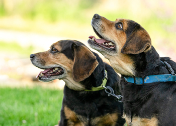 Bentley & Bella