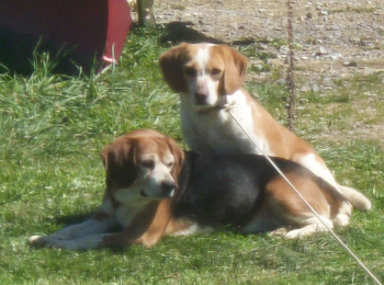Bo & Luke