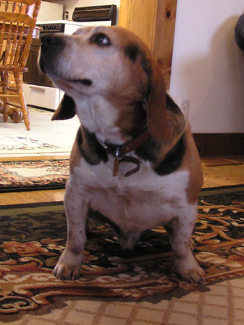 Buddy the 2nd