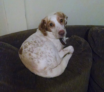 Buddy
