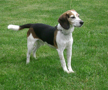 Cabela