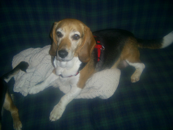 Cooper