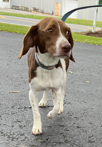 Copper