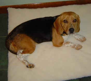 Daisy
