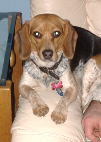 Daisy