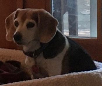 Daisy