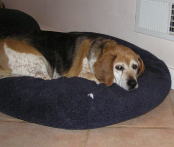 Daisy Mae