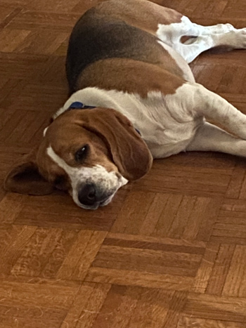 Daisy