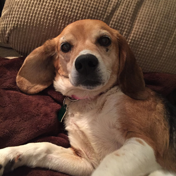Daisy