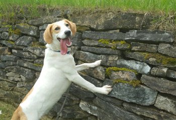 Sadie