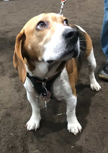 Duke