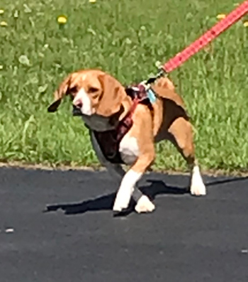 Ella Bella