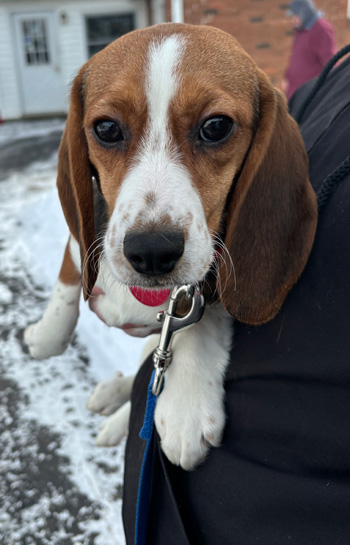 Elsa