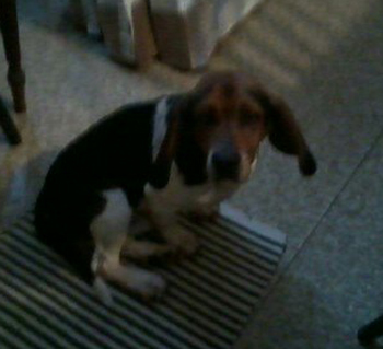 Jake