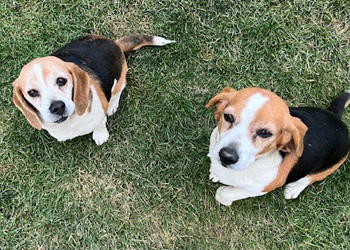 Josie & Sadie