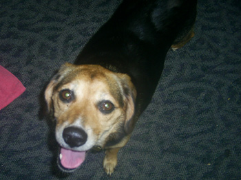 Libby