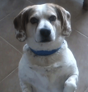 Louie