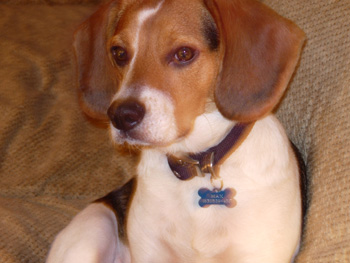 Max