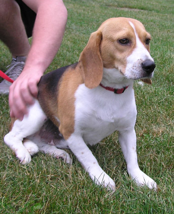 Max