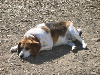 Murphy