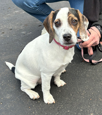 Nova