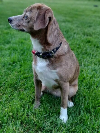 Odie