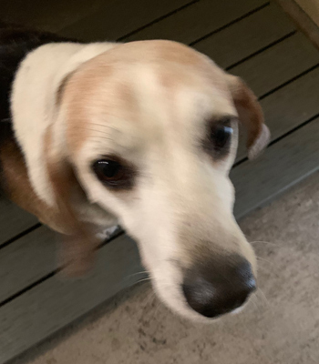 Pete