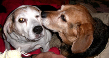 Piper & Willow
