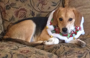 Roxie the 2nd