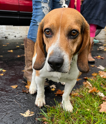 Rufus