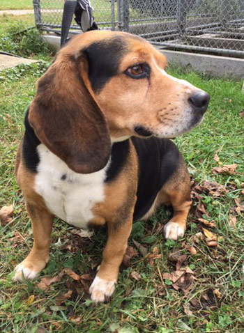 Rufus