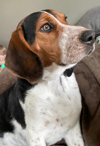Scout