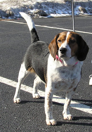 Shiloh