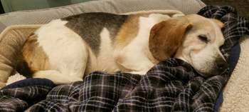 Spot
