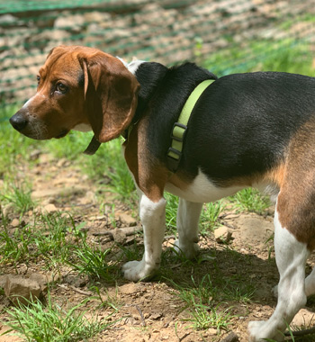 Tucker