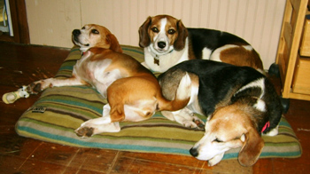 Lily, Sally & Tuck