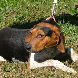 Chester