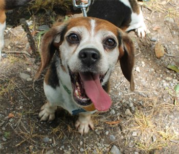 Chester